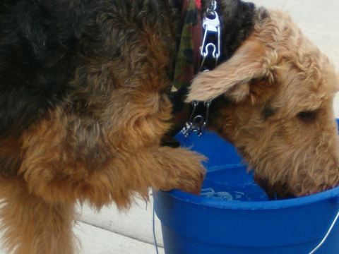 BOL! He was trying to swim in a bucket!